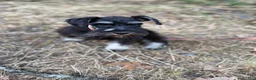 Schnauzer dogs for sale: Schnauzer Puppy 3 - Ad 1