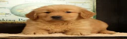 Golden Retriever dogs for sale: Chip - Ad 3