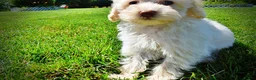 Havapoo dogs for sale: Gabby - Ad 13