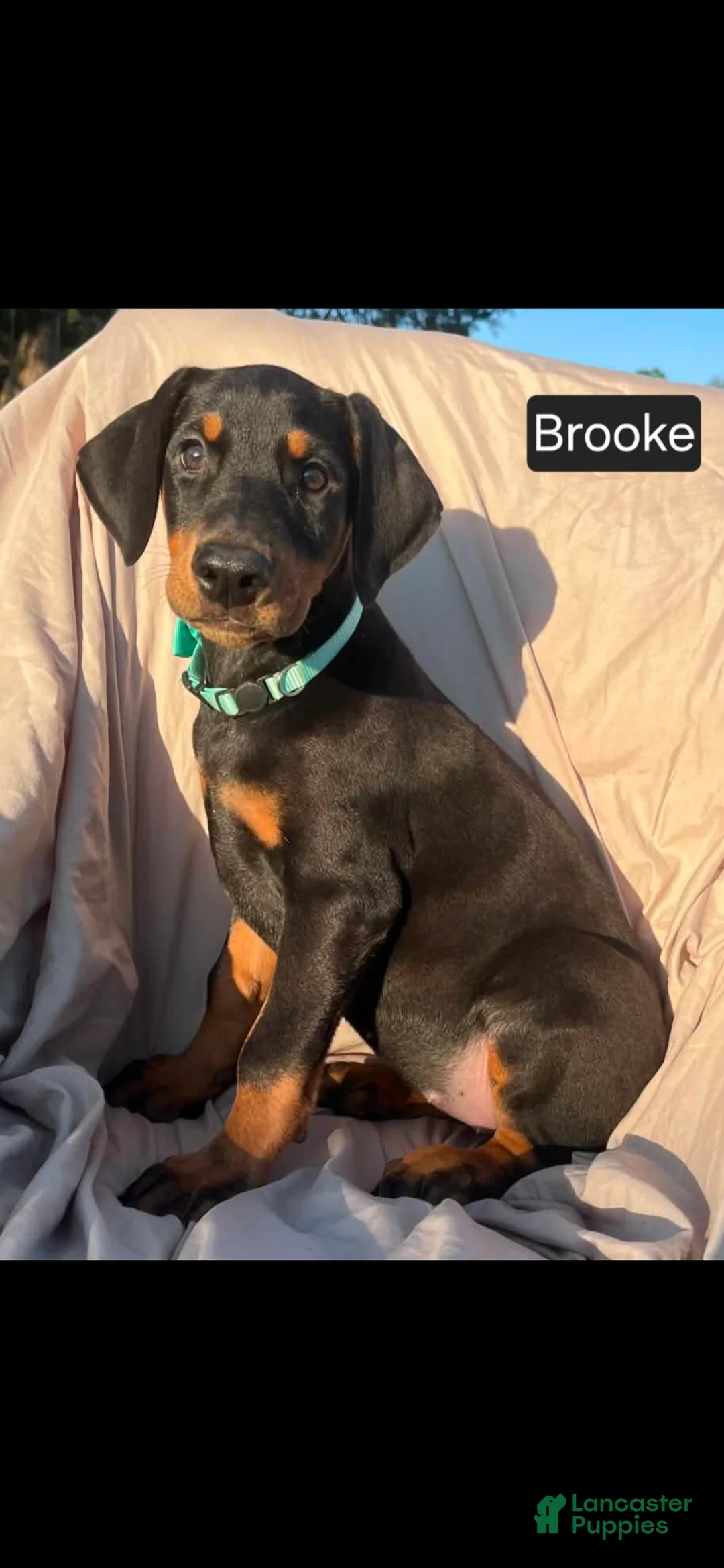 Doberman Pinscher dogs for sale: Brooke WEEKEND SPECIAL $250 OFF!  - Ad 2