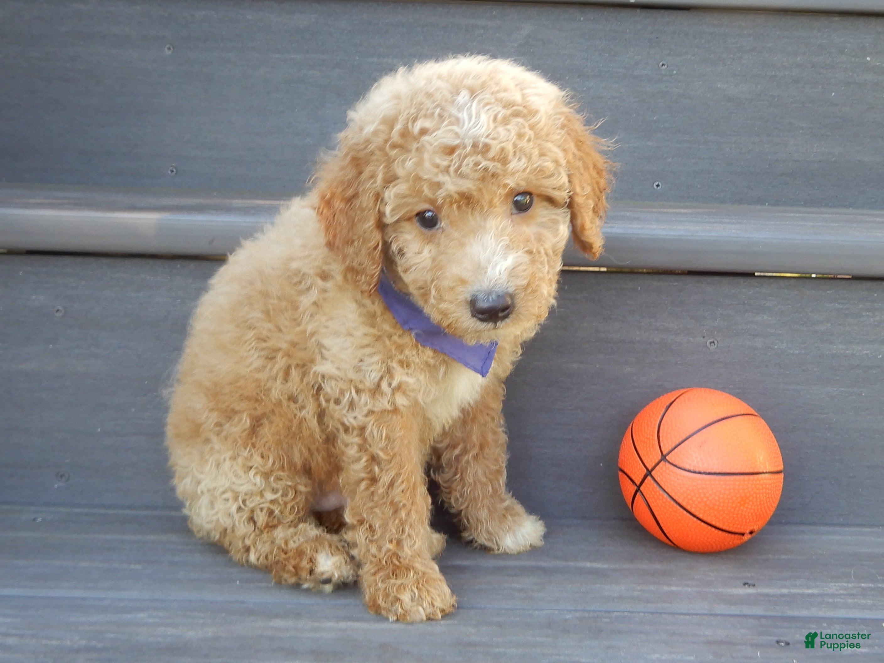 Mini Goldendoodle dogs Mason (medium) - Ad 2