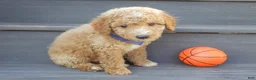 Mini Goldendoodle dogs for sale: Mason (medium) - Ad 2