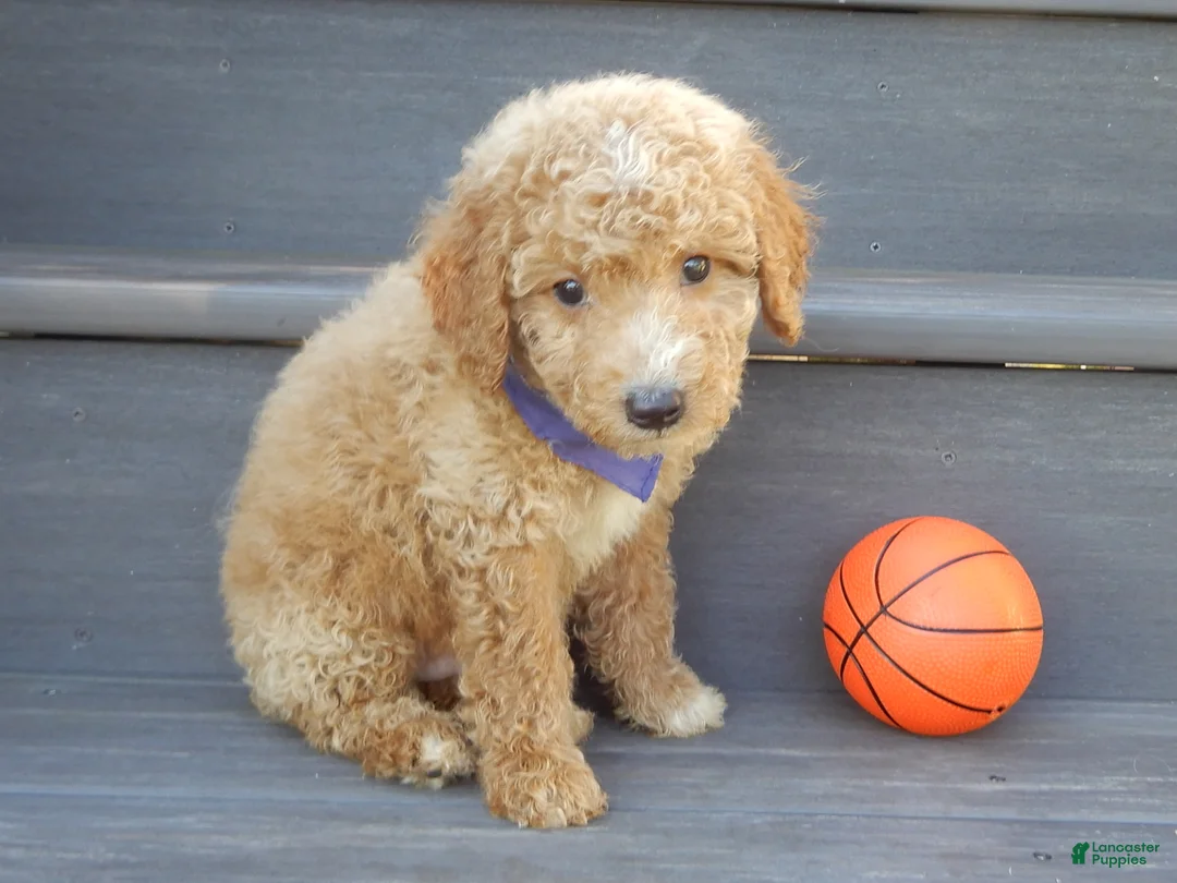 Mini Goldendoodle dogs for sale: Mason (medium) - Ad 2