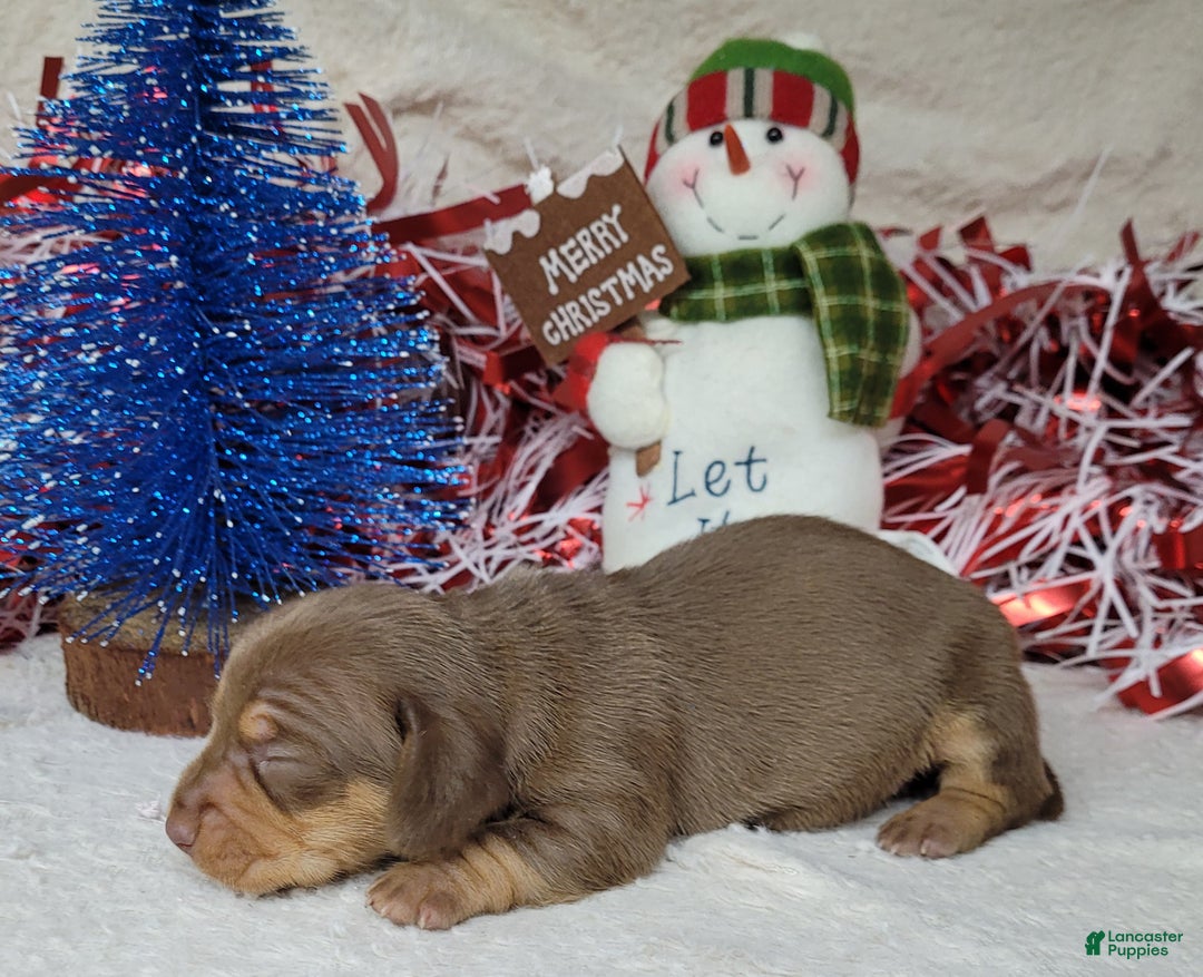 Miniature Dachshund dogs for sale: AKC Vixen - Ad 2
