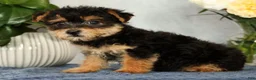 Yorkiepoo dogs for sale: Milo - Ad 3