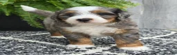 Mini Bernedoodle dogs for sale: Mini Knox - Ad 13
