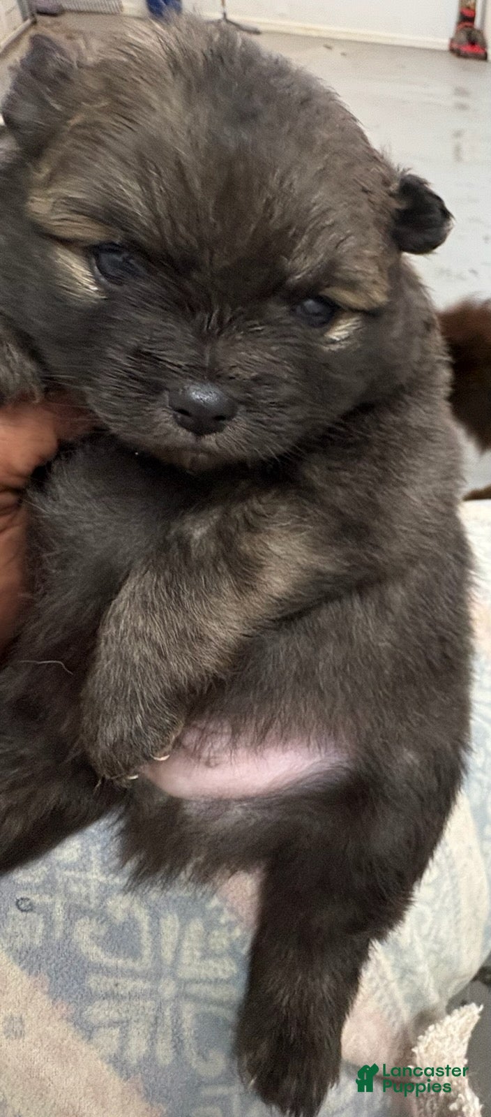 Pomeranian dogs Stark - Ad 2