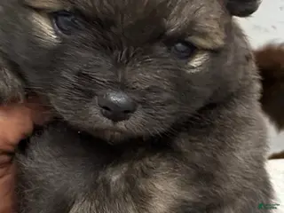 Pomeranian dogs Stark - Ad 2