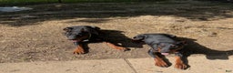 Doberman Pinscher dogs for stud: Doberman stud - Ad 3