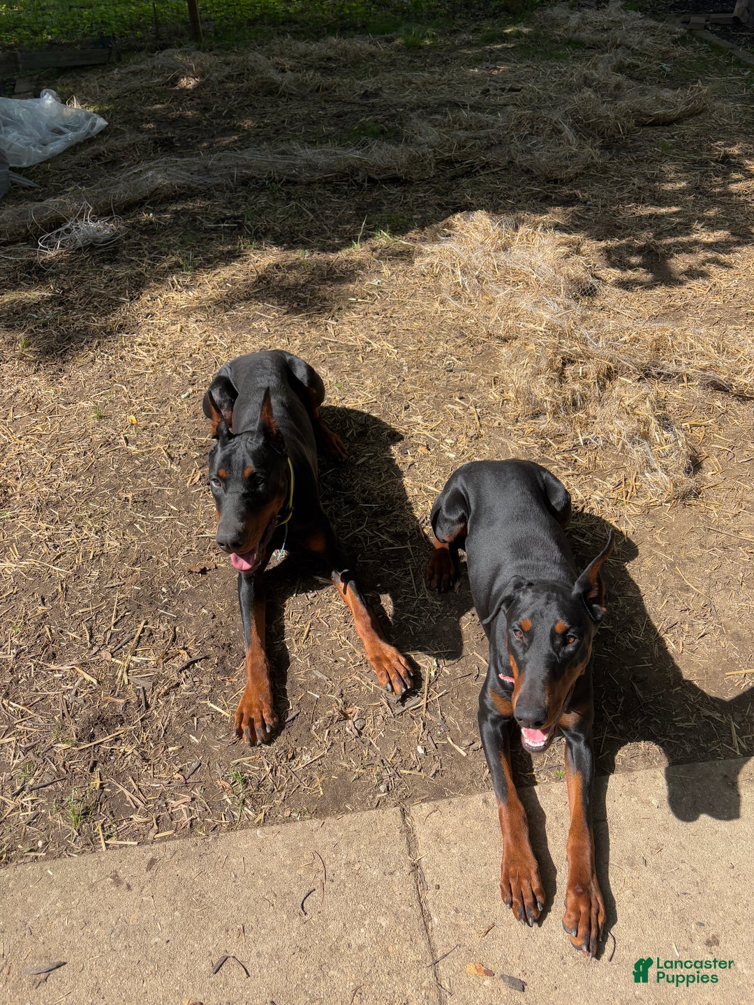 Doberman Pinscher dogs for stud: Doberman stud - Ad 3