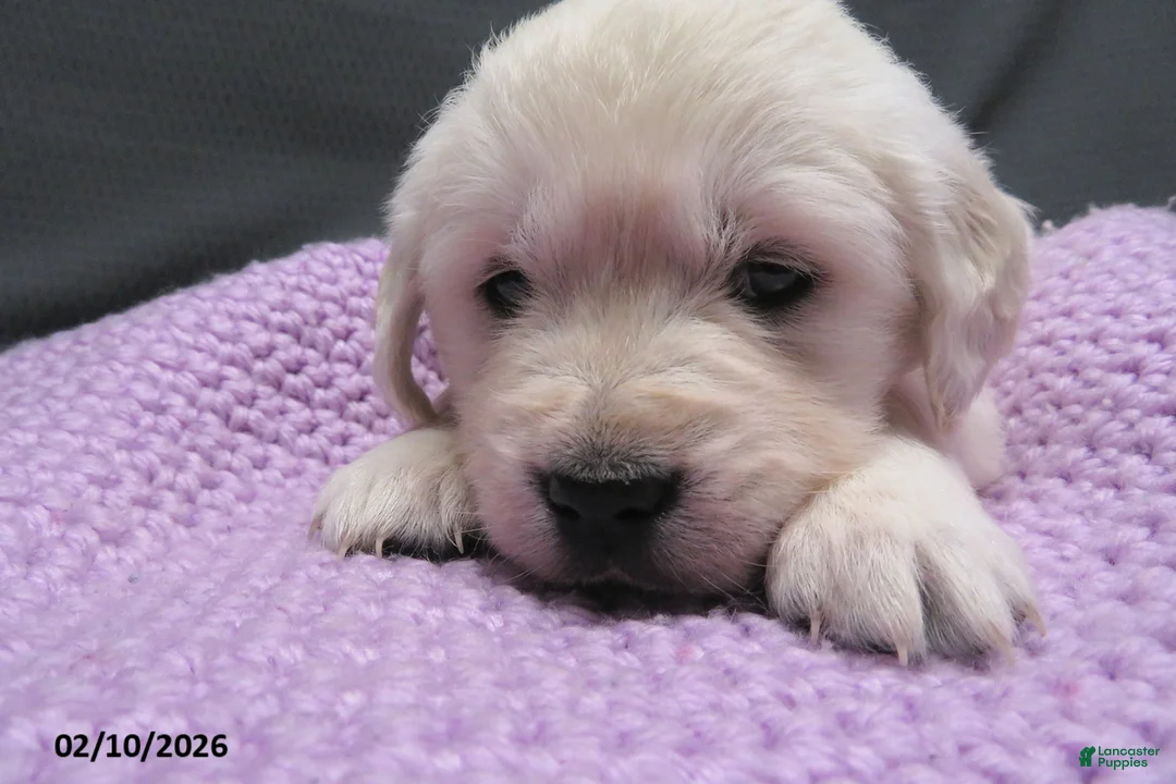 Golden Retriever dogs for sale: Sugar - Ad 3