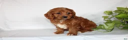 Cavapoo dogs for sale: Candy - Ad 9