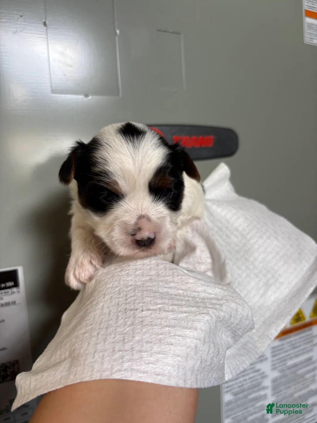 Yorkshire Terrier dogs for sale: Yorkshire Terrier 2 - Ad 2