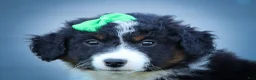 Mini Aussiedoodle dogs for sale: Landon💙 - Ad 3