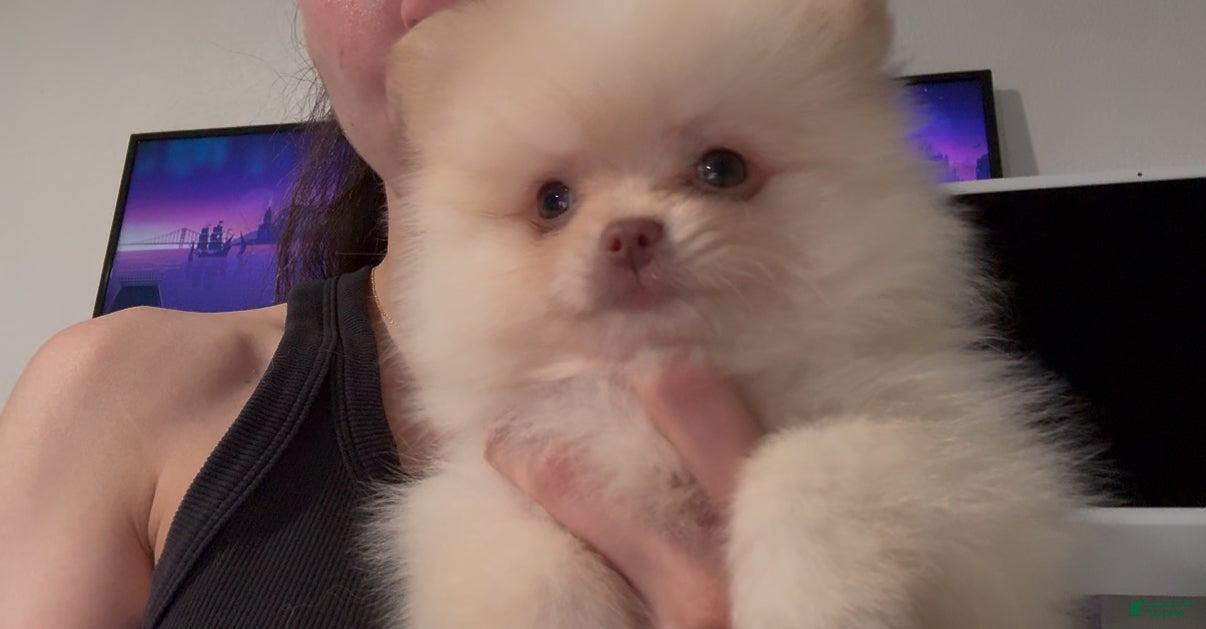 Pomeranian dogs Paris - Ad 1