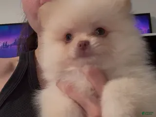 Pomeranian dogs Paris - Ad 1