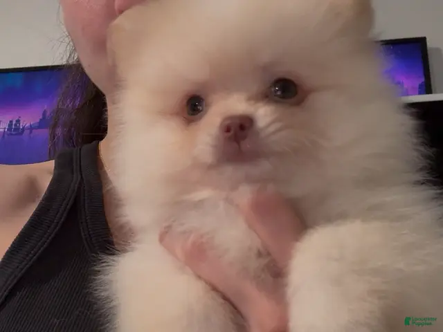 Pomeranian dogs for sale: Paris - Ad 1