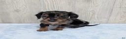 Miniature Dachshund dogs for sale: Prince - Ad 3