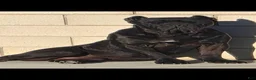 Cane Corso dogs for sale: Cane Corso 8 - Ad 4