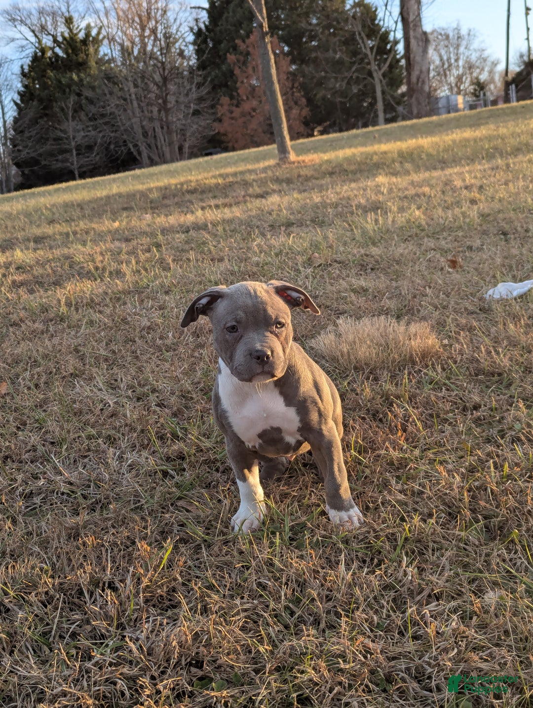 American Bully dogs for sale: G3 - Ad 3