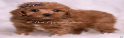 Maltipoo dogs for sale: Jace - Ad 5