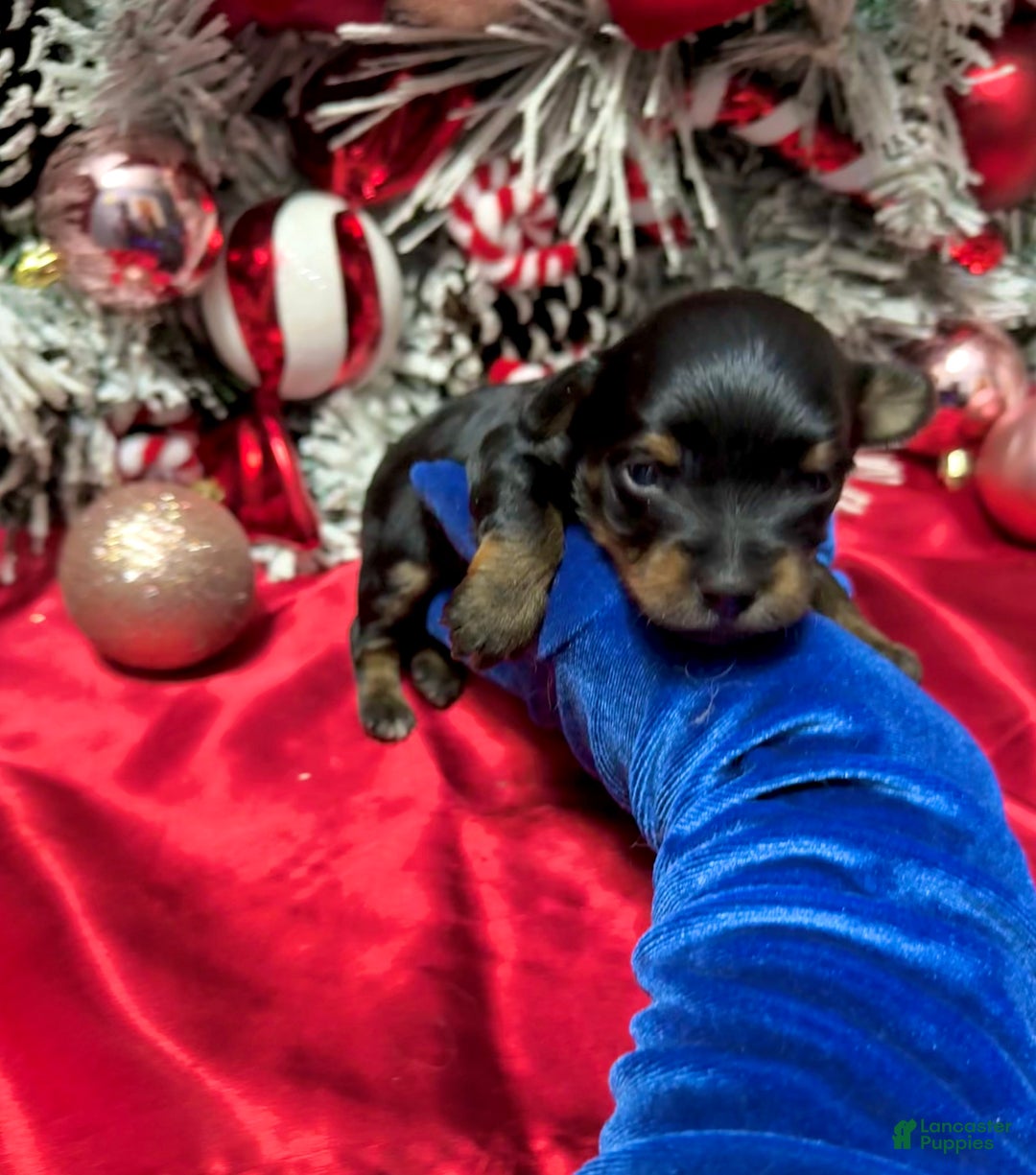 Yorkshire Terrier dogs for sale: Rigatoni  - Ad 5