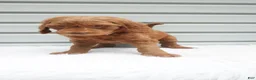 Goldendoodle dogs for sale: Blaze  - Ad 5