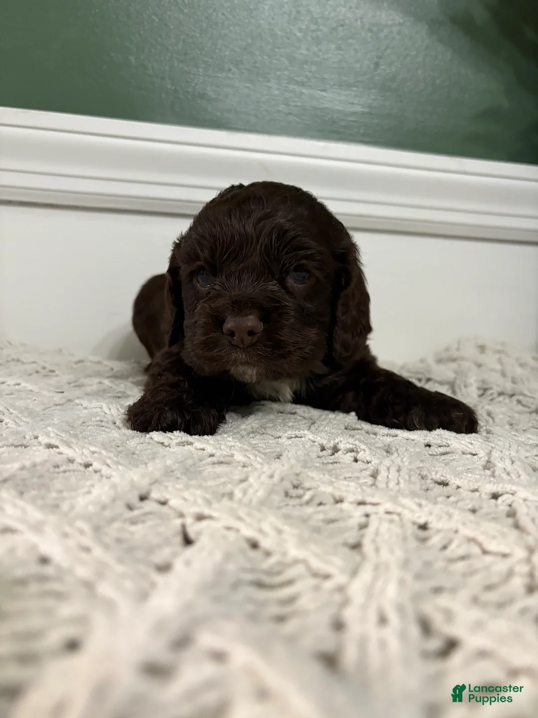 Cocker Spaniel dogs for sale: Hank Williams - Ad 1