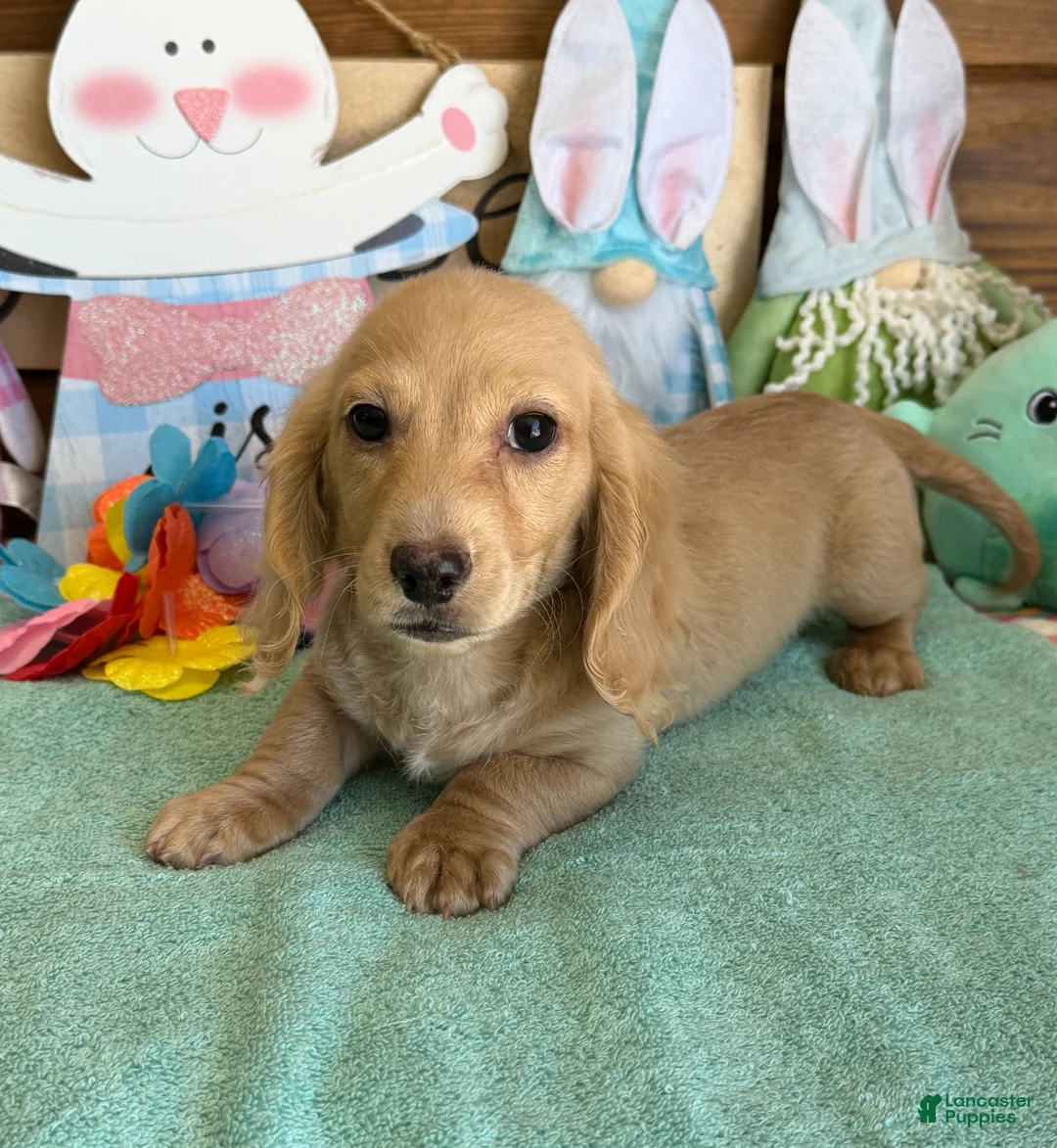 Dachshund dogs for sale: Tawny - Ad 2