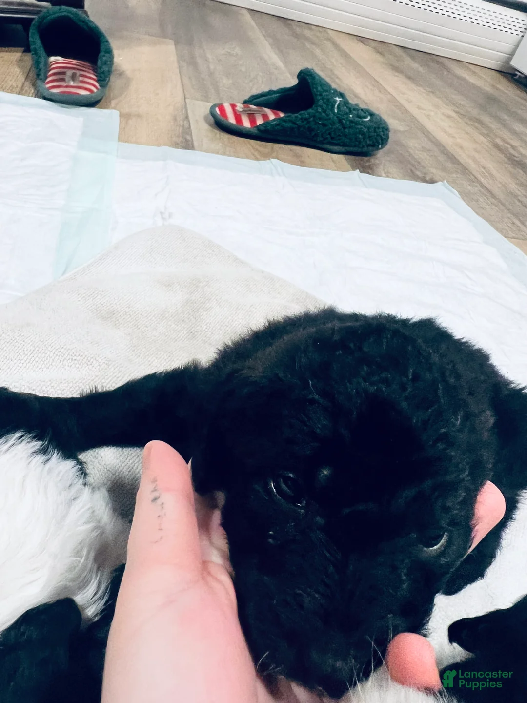 Mixed Breed dogs for sale: Henry - Ad 2