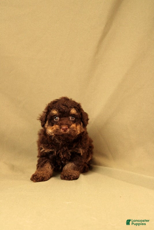 Toy Poodle dogs Randy - Ad 2