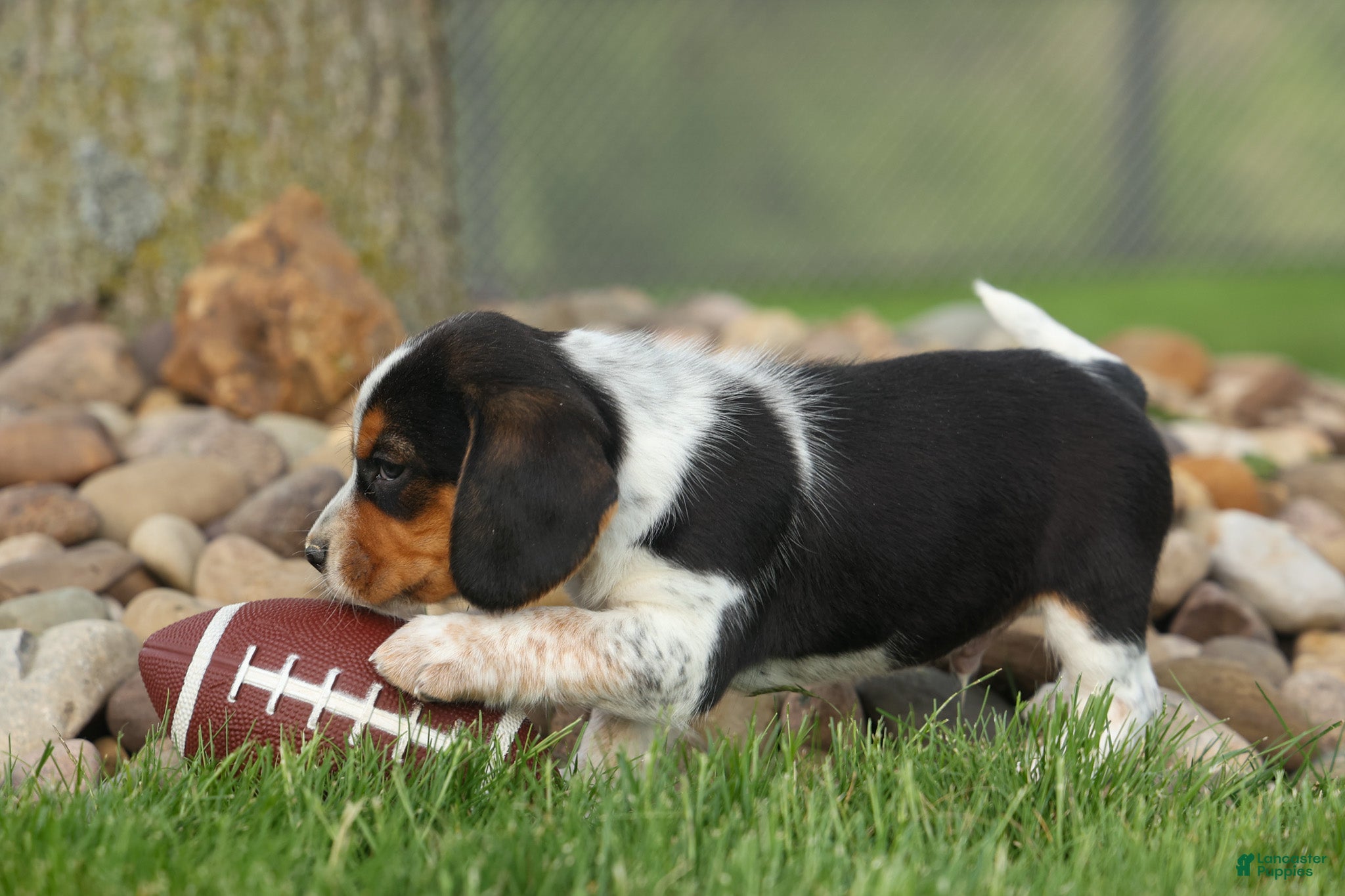 Beagle dogs  Charlie 🐶✨ - Ad 2