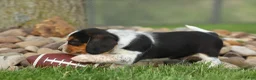 Beagle dogs for sale:  Charlie 🐶✨ - Ad 2