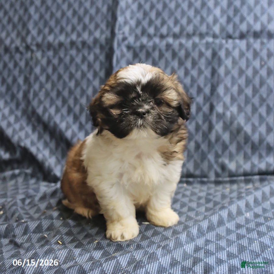 Shih Tzu dogs Cookie - Ad 2