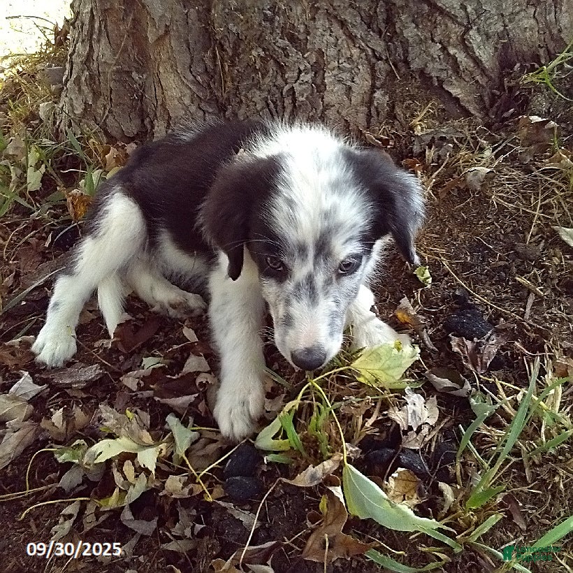 Collie Rescue Mcnab Border Collie Puppies For Sale Border Collie