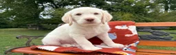 Labradoodle dogs for sale: Cash (Boy) - Ad 5