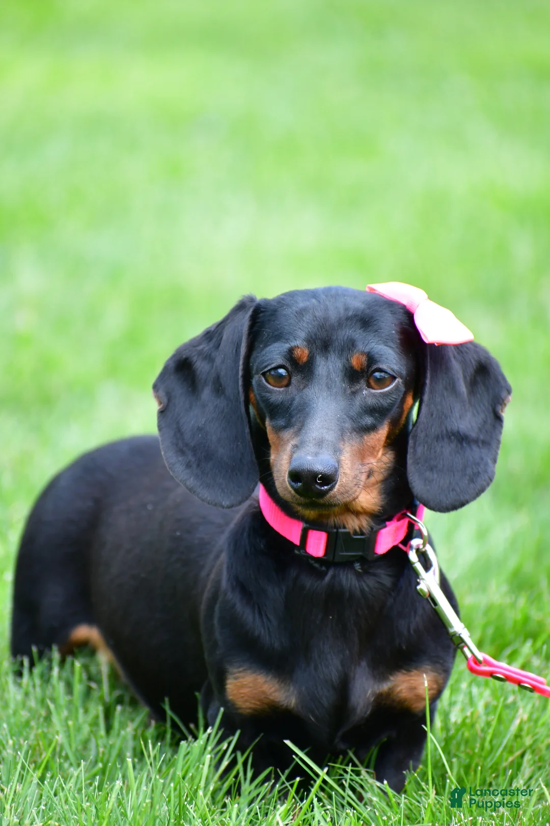 Miniature Dachshund dogs for sale: Nicky - Ad 8