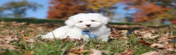 Maltese dogs for sale: Ozzy - Ad 4