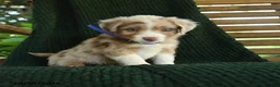 Miniature Australian Shepherd dogs for sale: Spruce - Ad 4