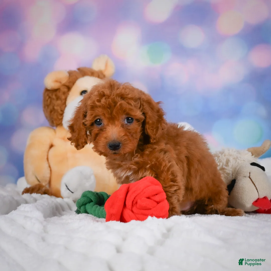 Cavapoo dogs for sale: Dixie - Ad 2