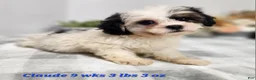 Teddy Bear dogs for sale: Claude - Ad 20