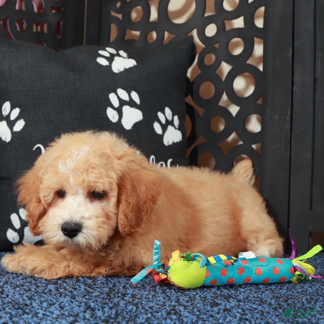 Bichpoo dogs for sale: Duke  - Ad 3