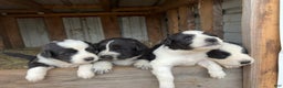 Mixed Breed dogs for sale: Thing - Ad 16