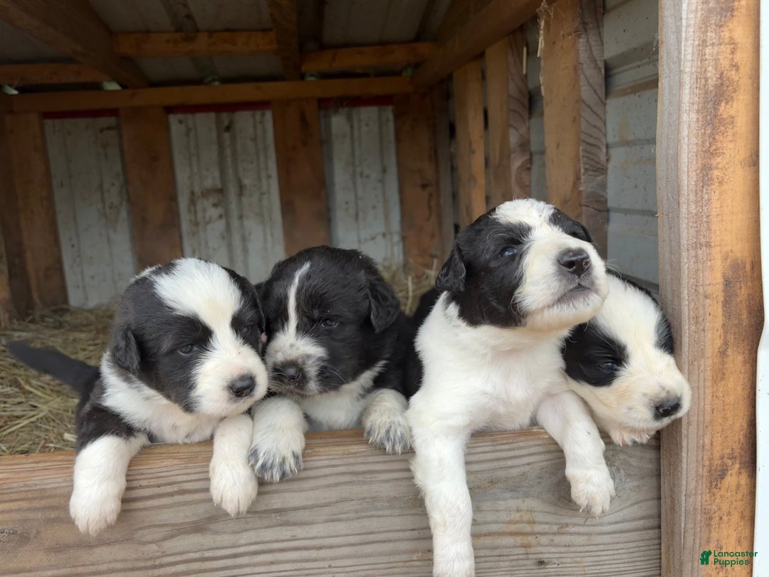 Mixed Breed dogs for sale: Thing - Ad 16