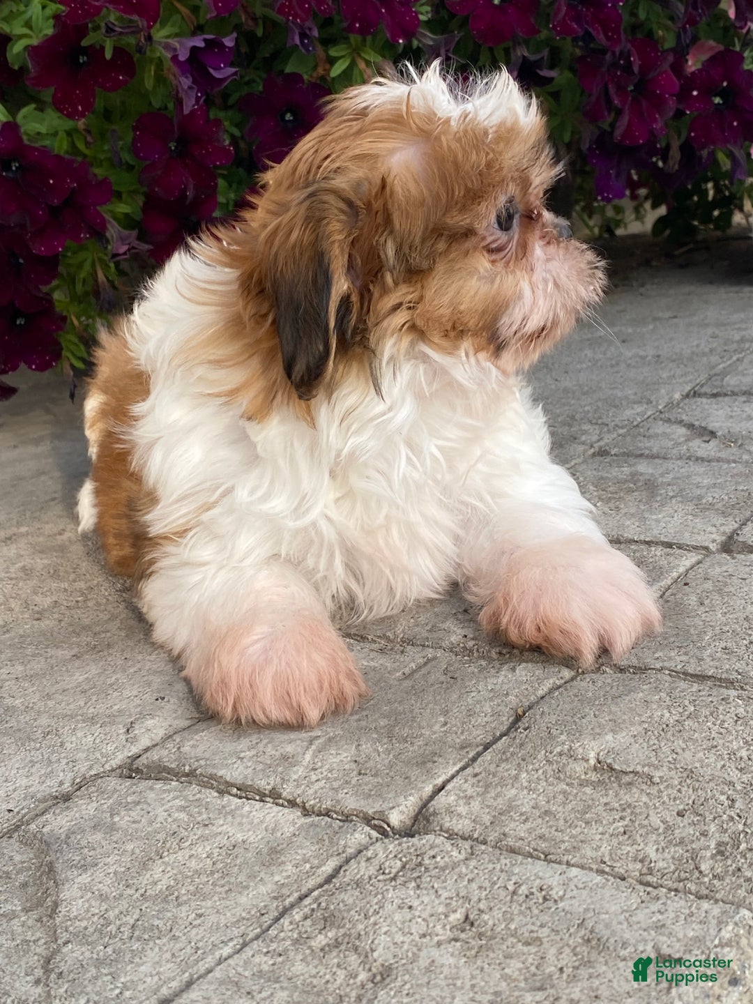 Shih Tzu dogs for sale: Star - Ad 5