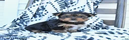 Yorkshire Terrier dogs for sale: Cherry - Ad 3