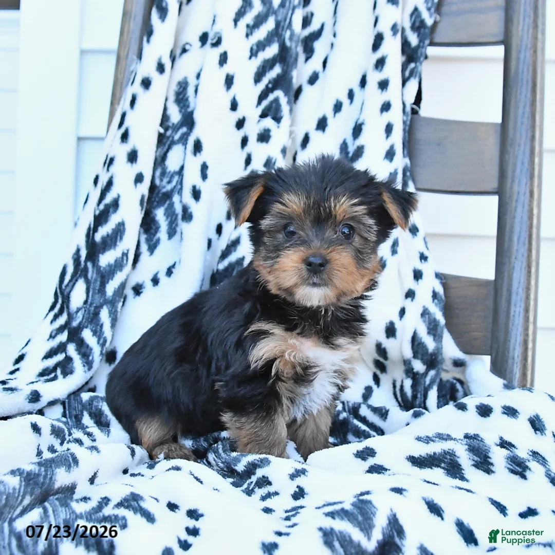 Yorkshire Terrier dogs for sale: Cherry - Ad 3