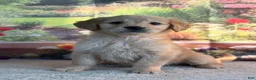 Golden Retriever dogs for sale: Nixie - Ad 4