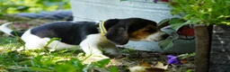 Beagle dogs for sale: Otis - Ad 20