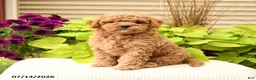 Cavapoo dogs for sale: Cutie - Ad 5